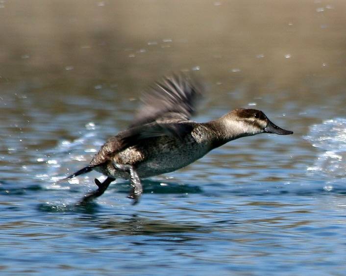 Ruddy Duck Running On Watter by bamyers4az is licensed under CC BY 2.0.